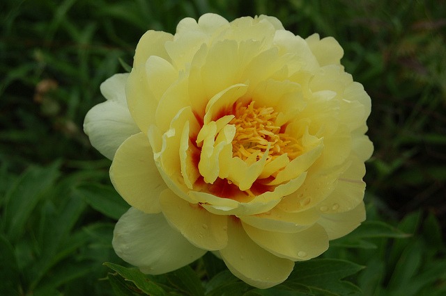 Itoh peonies grow well in San Diego