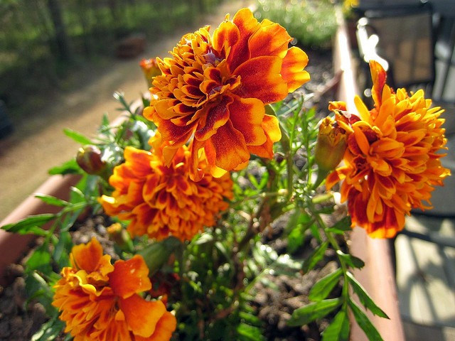 marigold