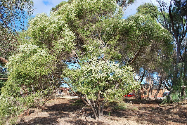 melaleuca