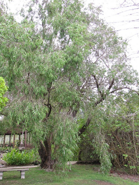 peppermint tree