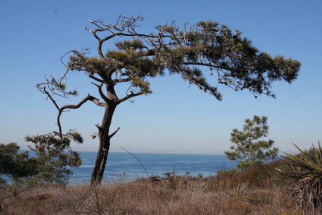 torrey pine tree