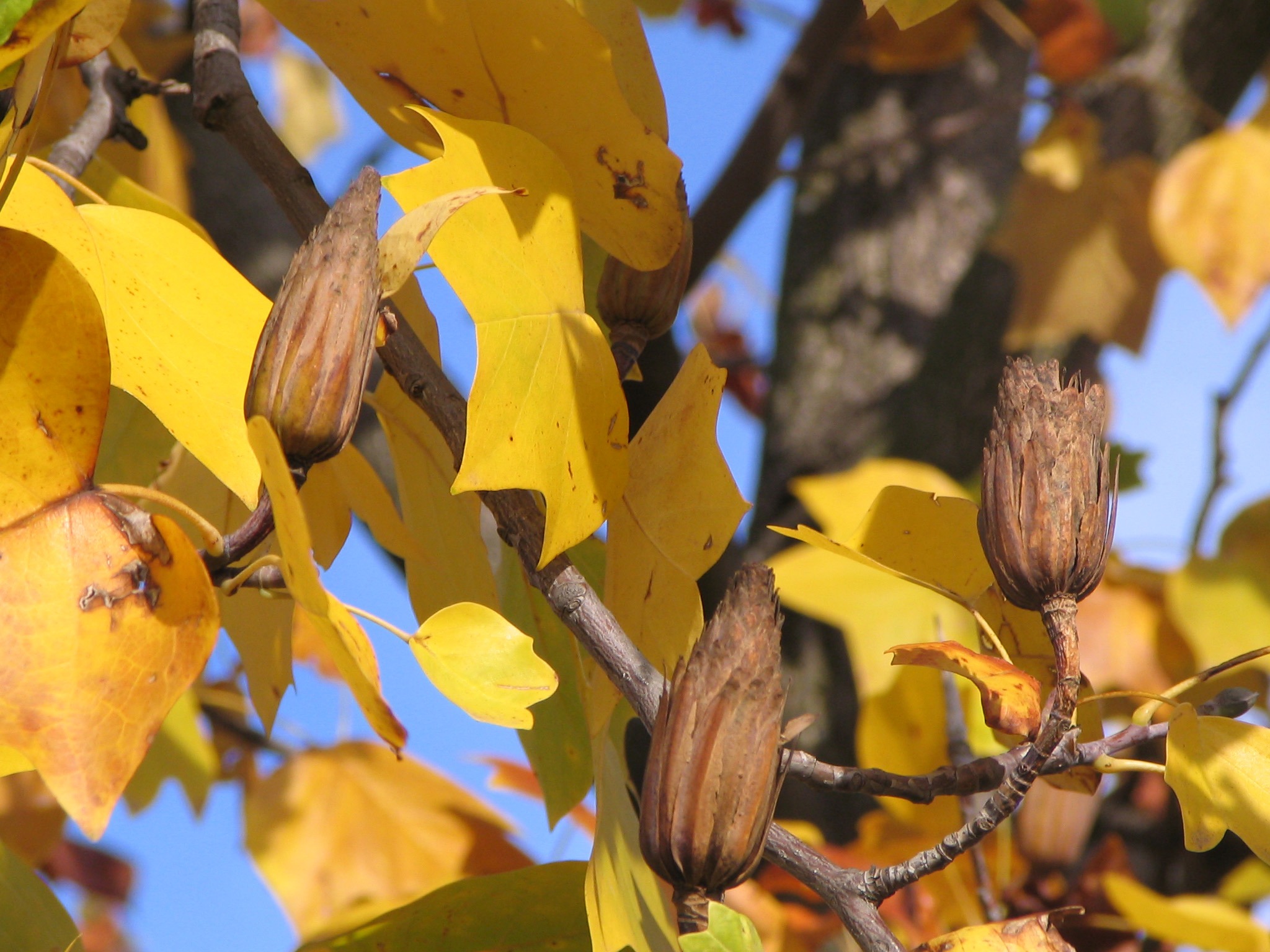 tulip tree 