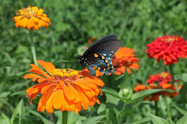 zinnia