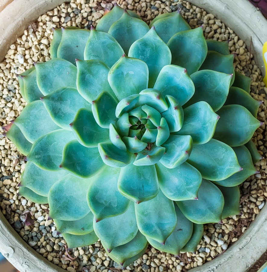 How to topdress container plants