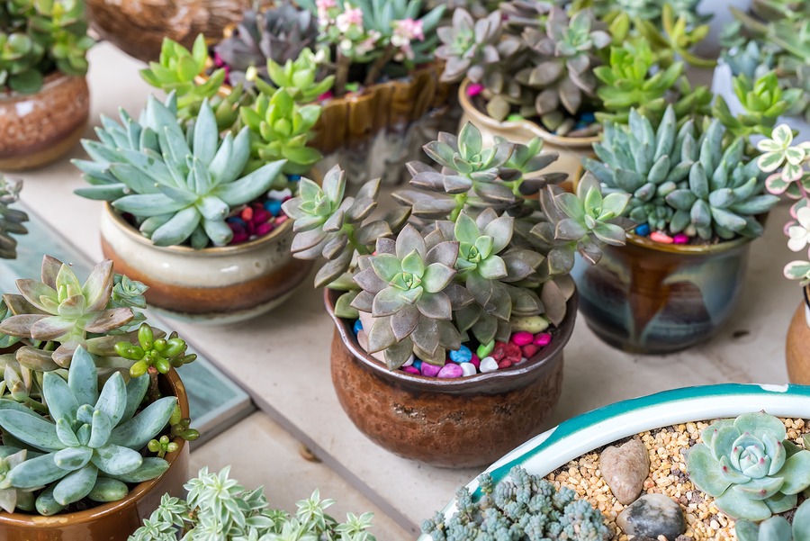 Miniature succulent plants with colored pebbles