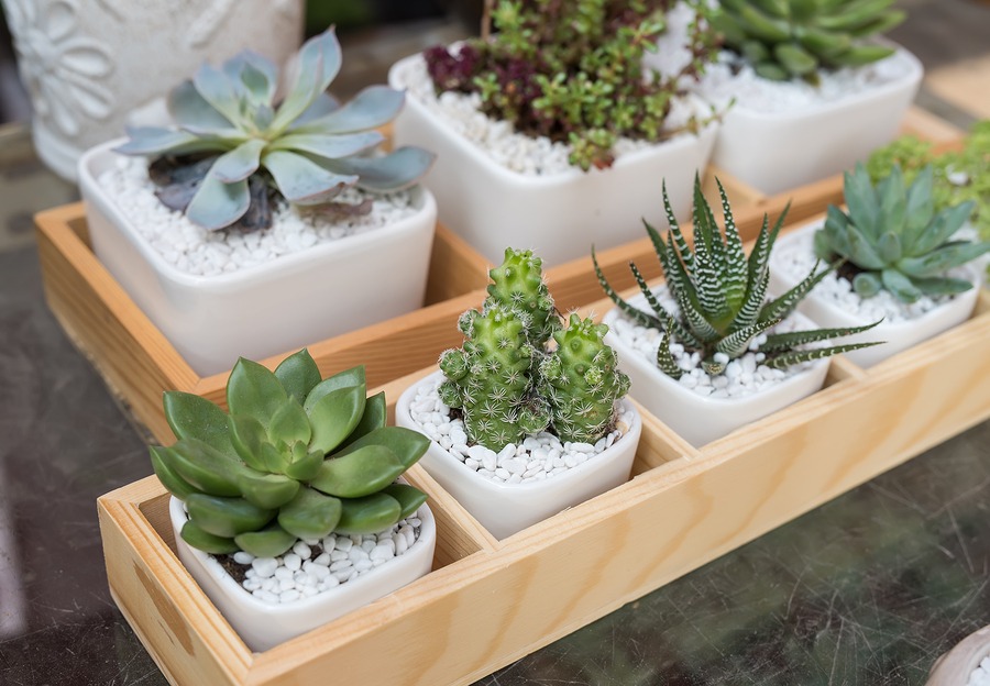 Succulents topdressed with small white rocks