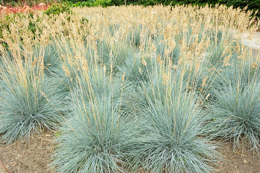 Decorative grass Blue fescue - tufts of grass