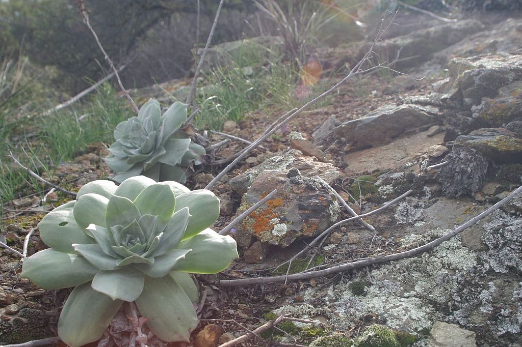Dudleya are native succulents to California