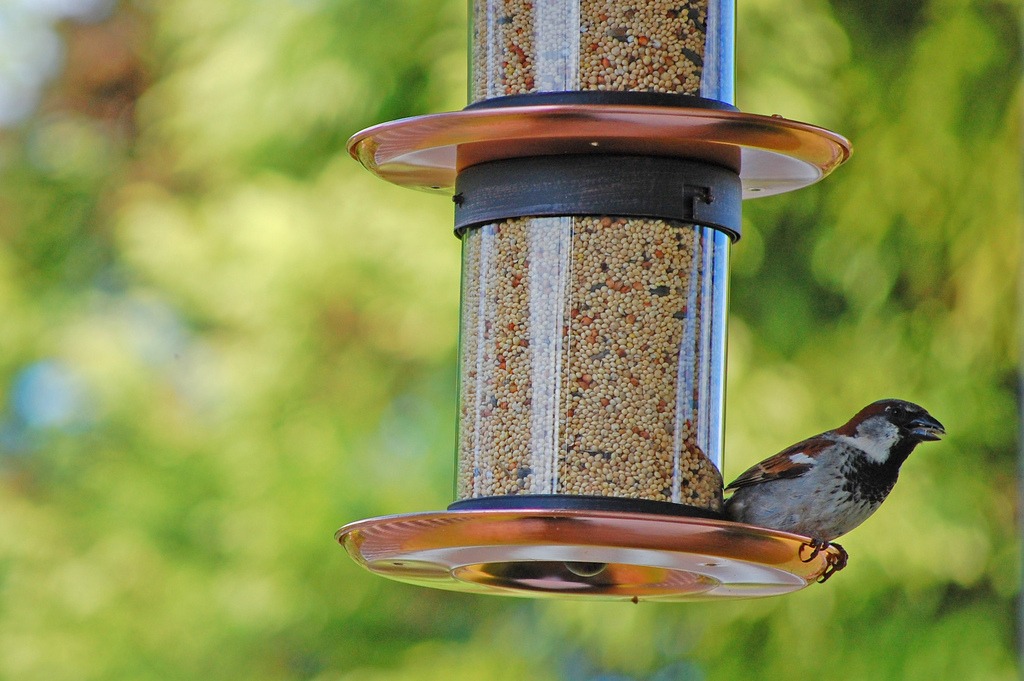 how to feed backyard birds