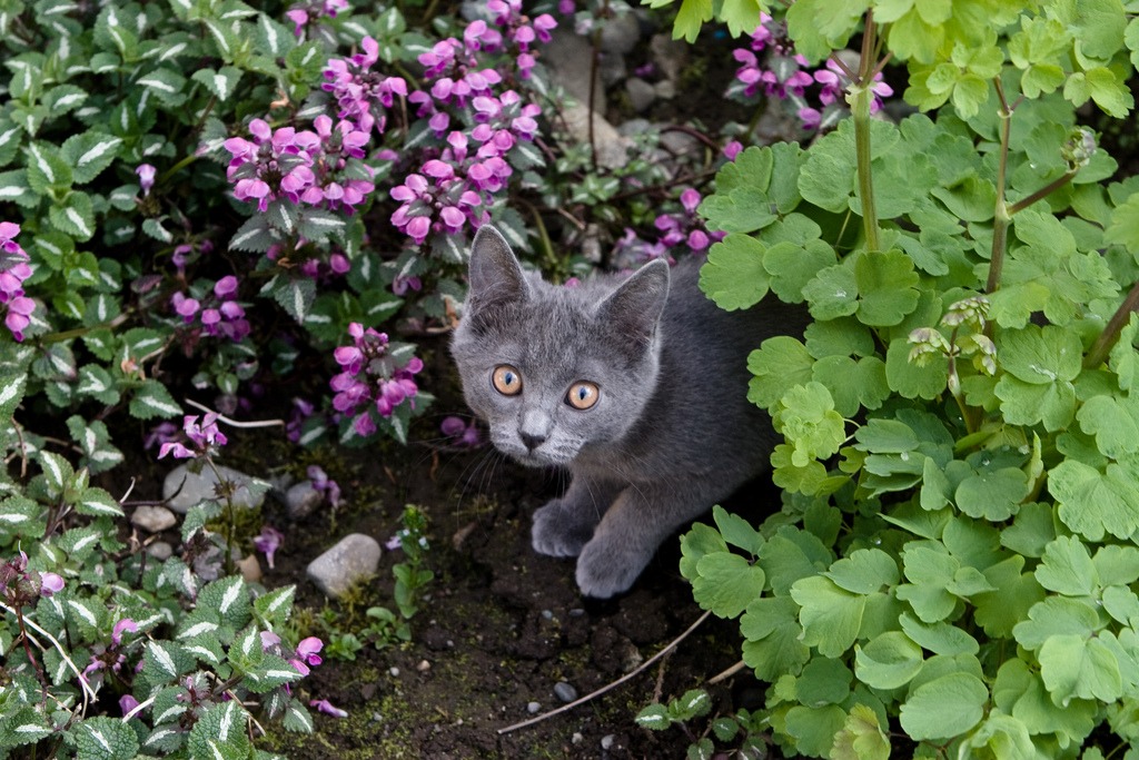 Tips for a cat-friendly yard