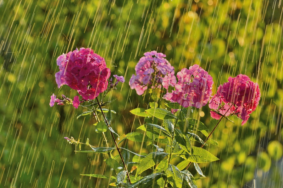 Tips for gardening in the rain