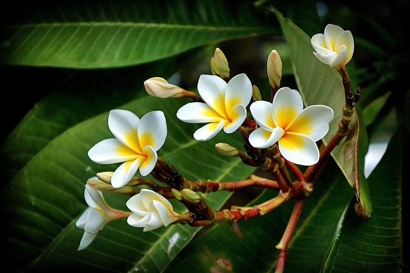 Plumeria are water wise plants for low water tropical gardens
