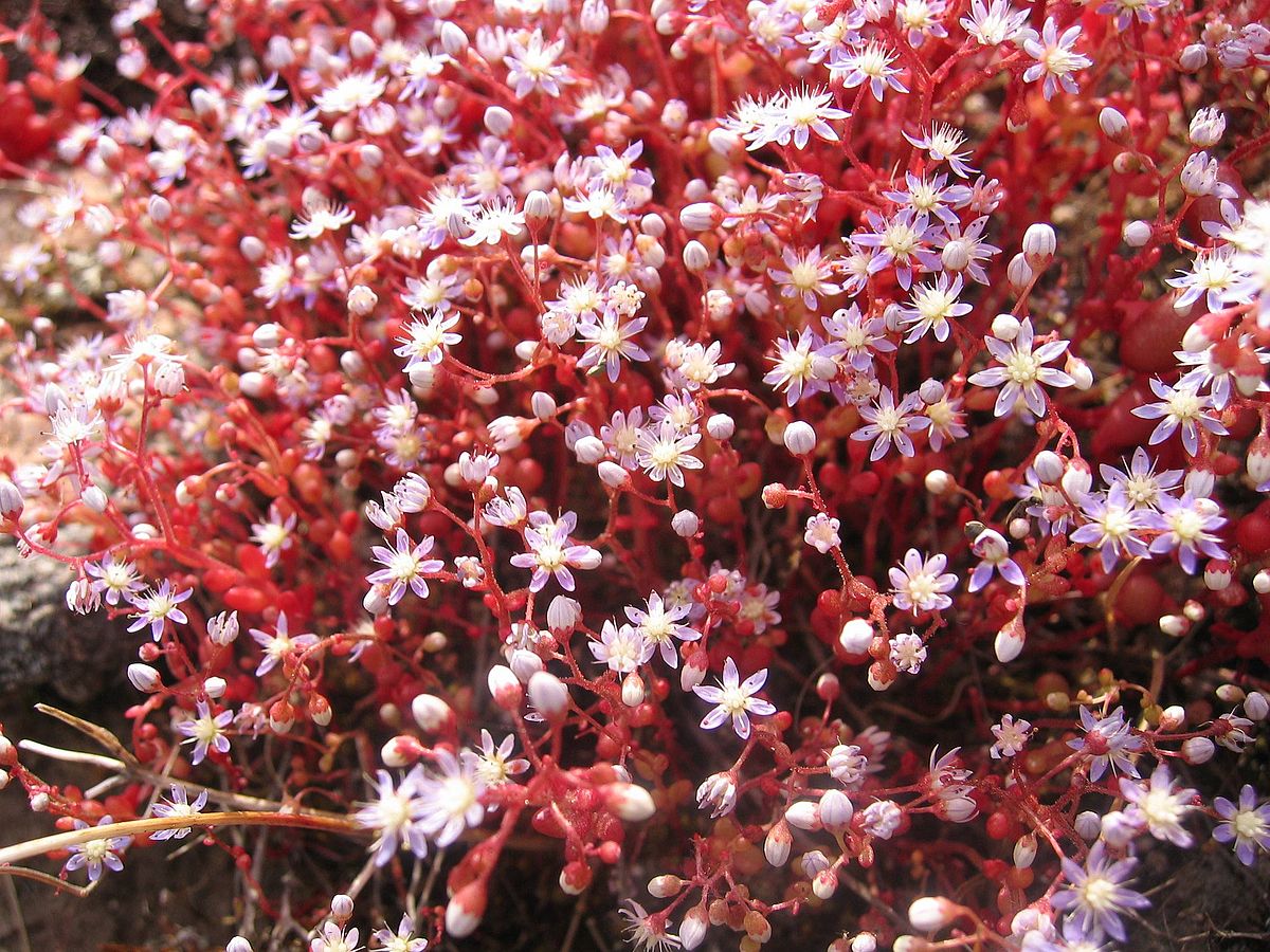 Sedum caeruleum