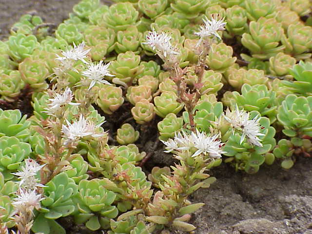 Sedum Landscaping