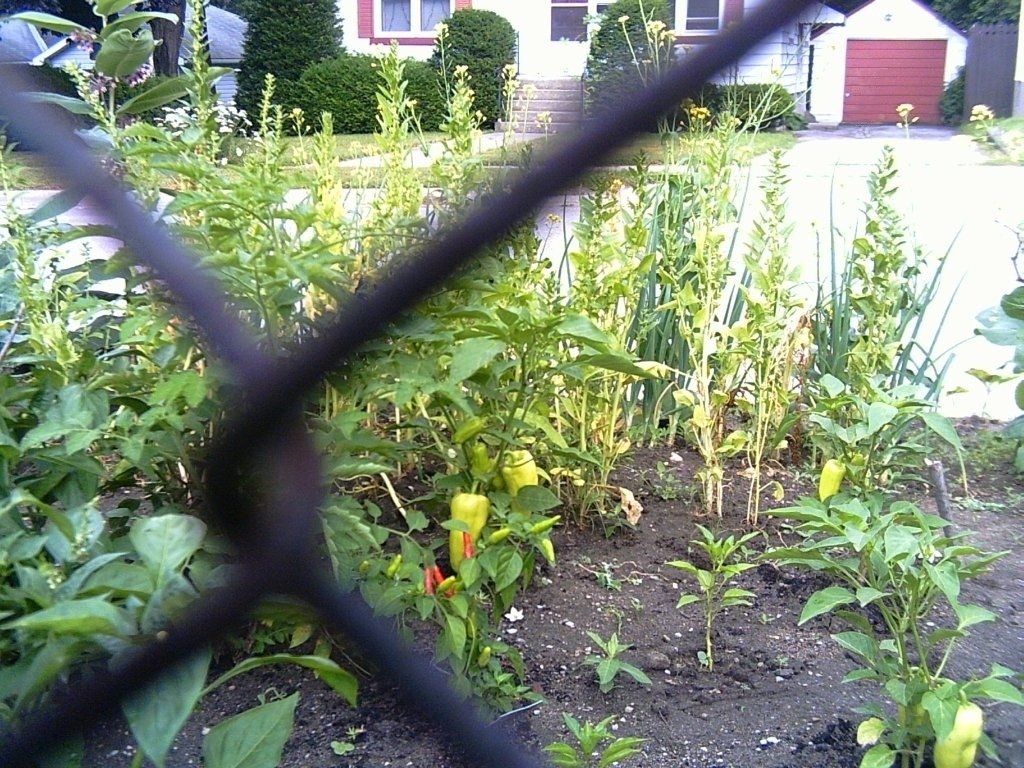 Backyard Garden