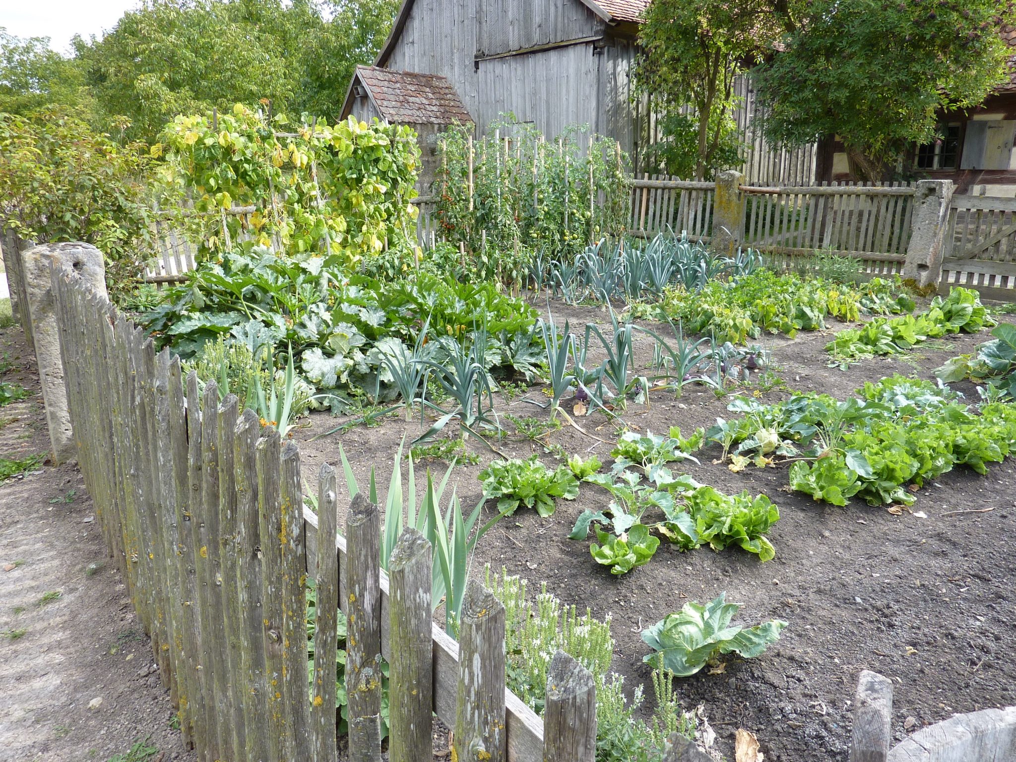 Backyard Vegetable Garden