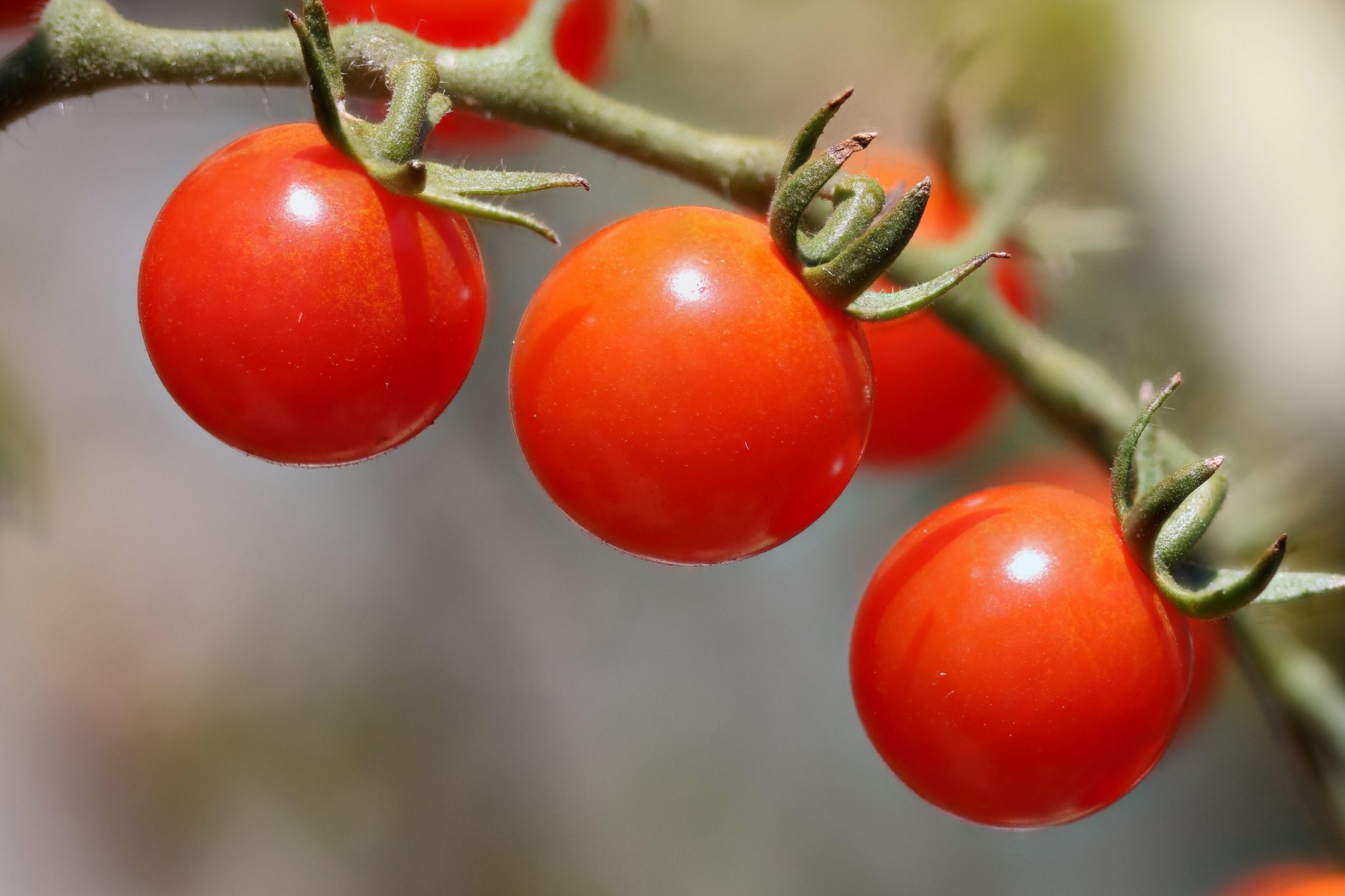 Cherry Tomatoes Vegetable Garden