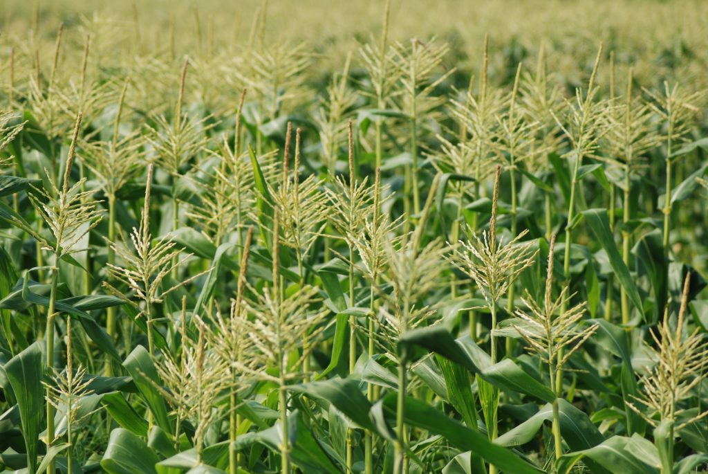 corn backyard