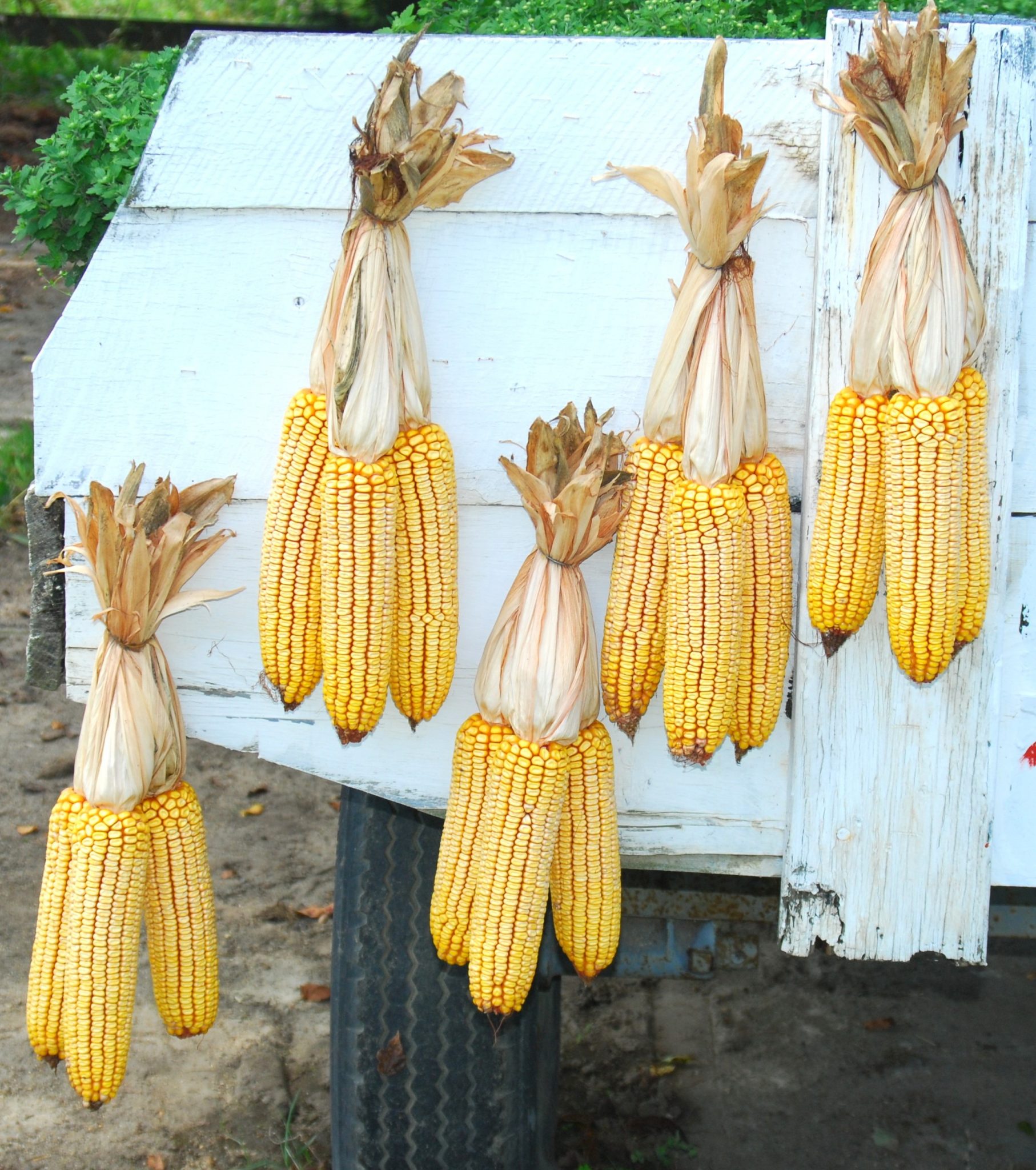 drying corn