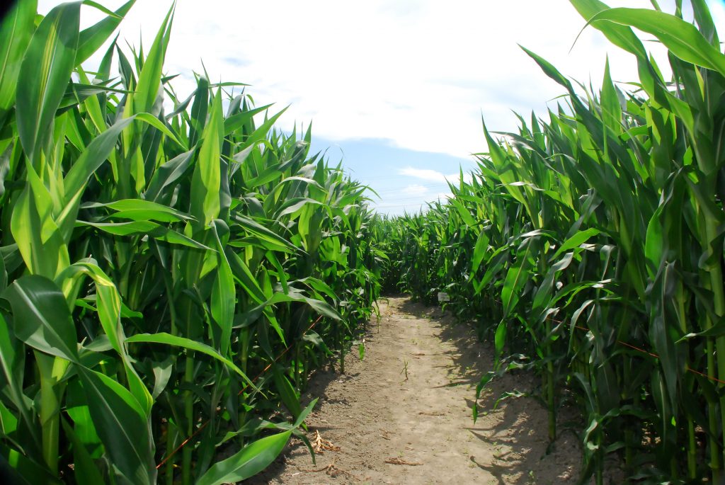 how to grown corn in your backyard