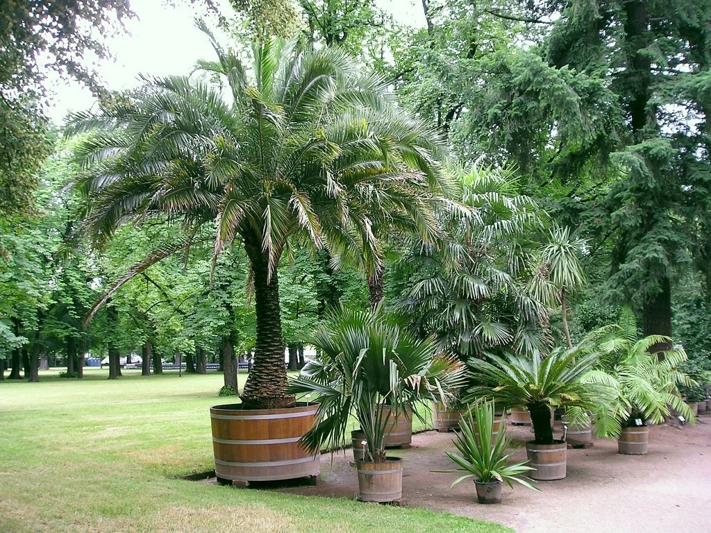 Small Palm Trees Guide Types That Grow 4 20 Feet Tall Install