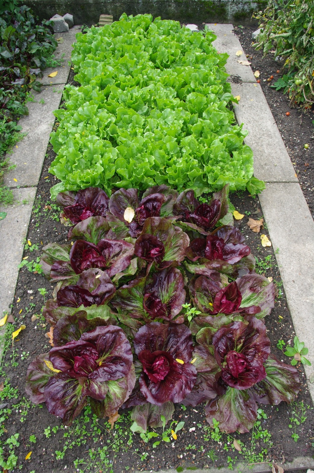 Lettuces