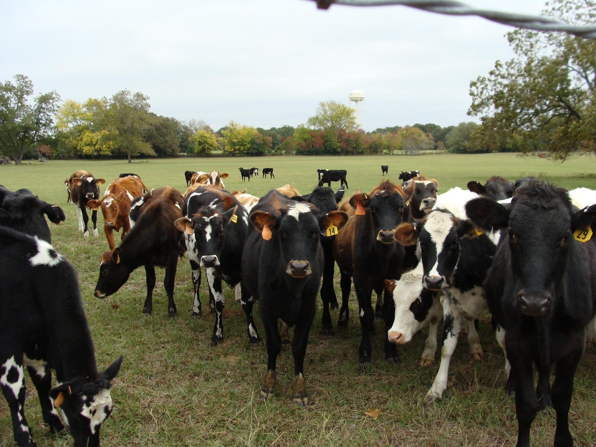 Cow Manure Makes Great Free Fertilizer
