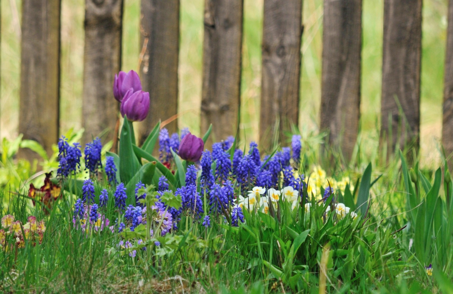 Free Fertilizer for Flowerbeds + Vegetable Gardens + Natural Lawns