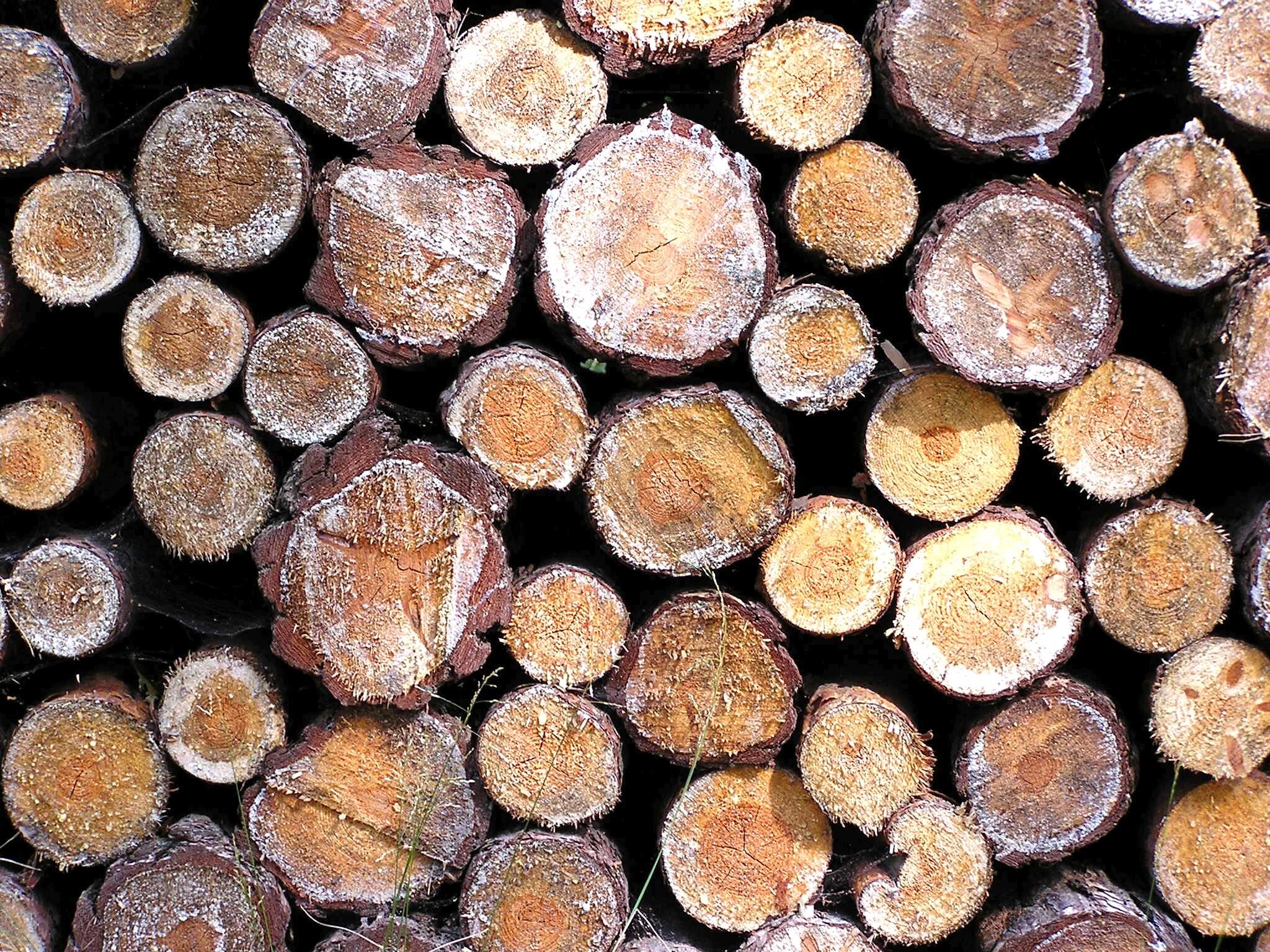 A pile of stacked firewood logs.