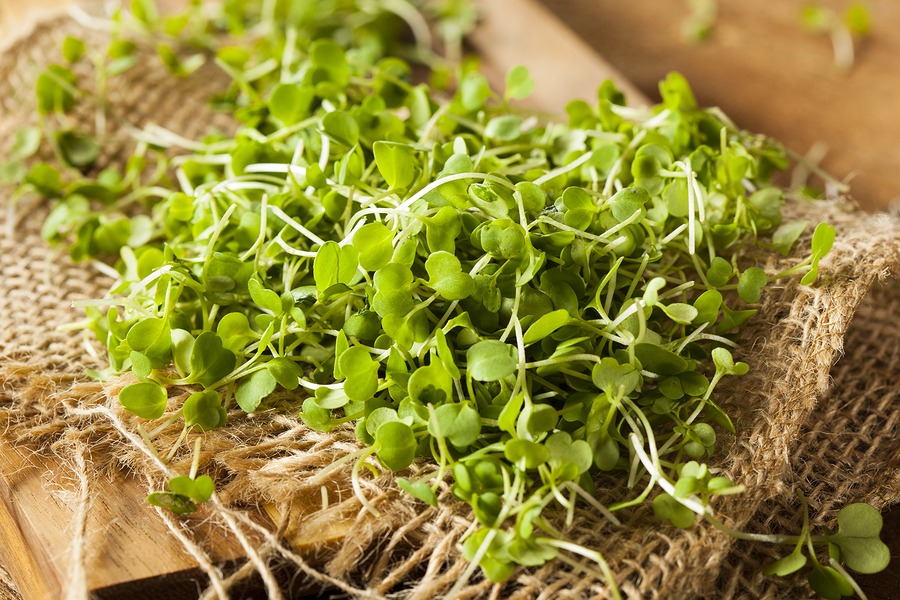 How to grow microgreens in Southern California