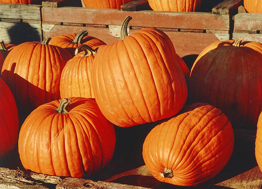 Growing Pumpkins