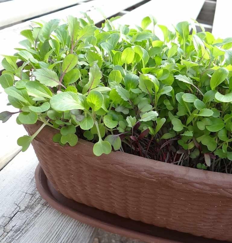 Microgreens in Container