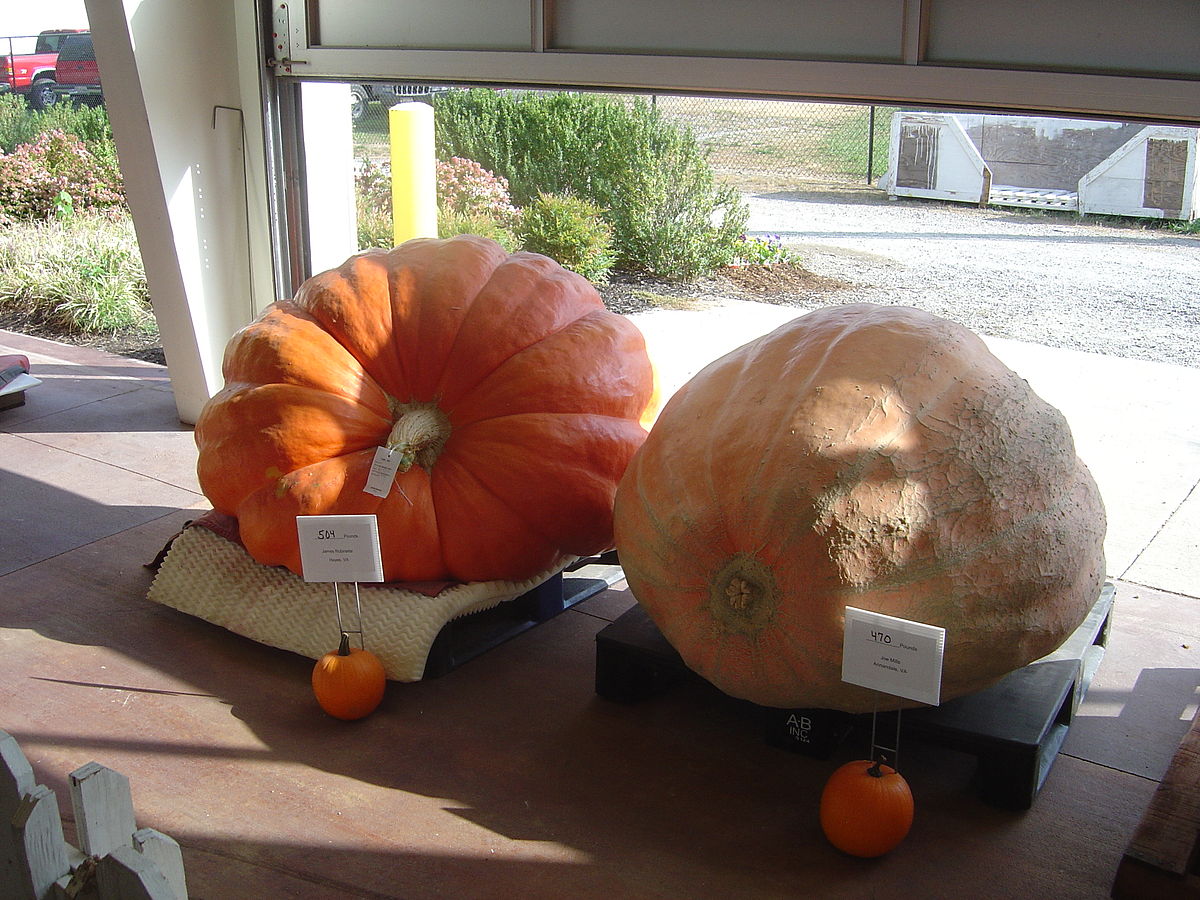 Pumpkin Contest