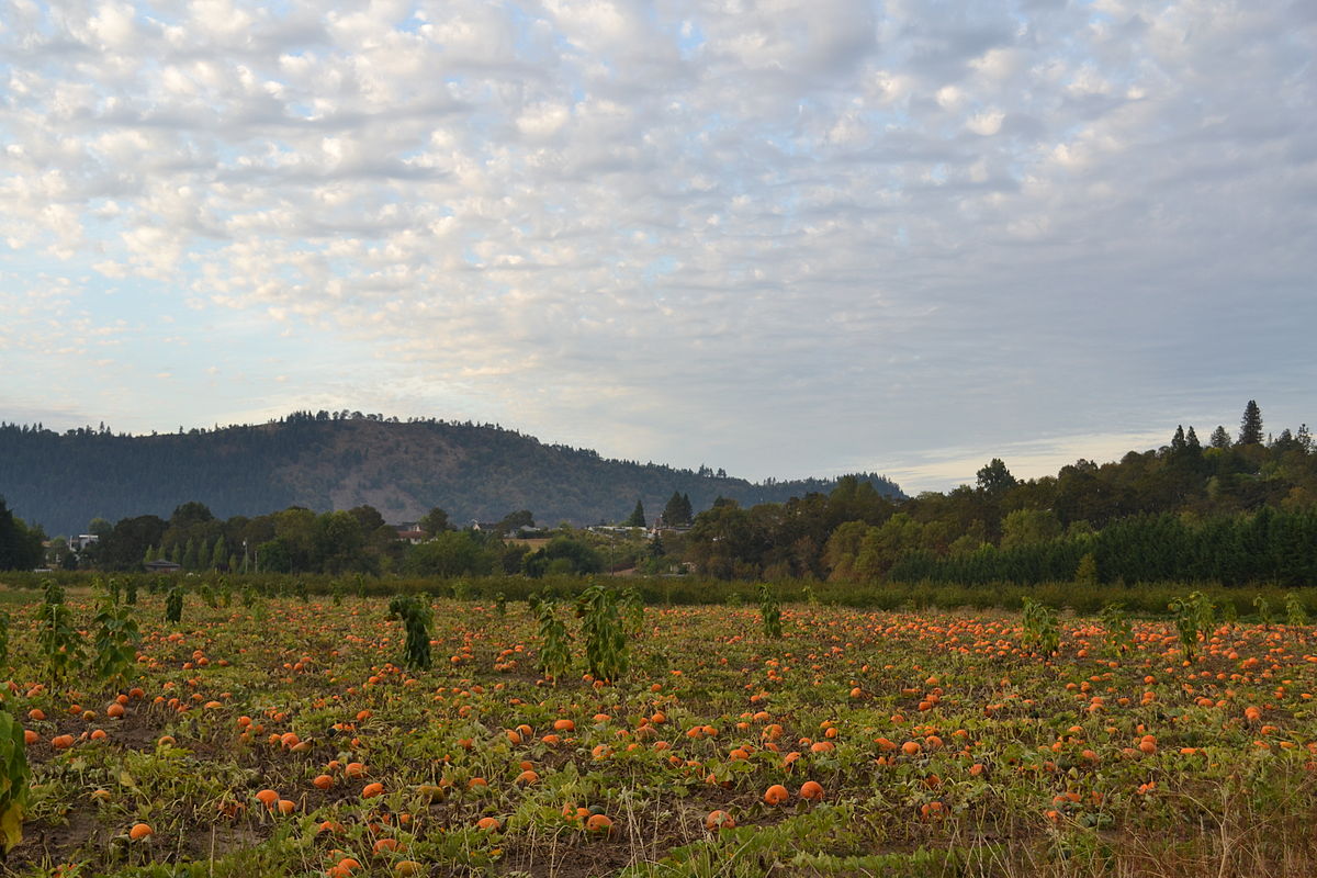 Pumpkin Patch