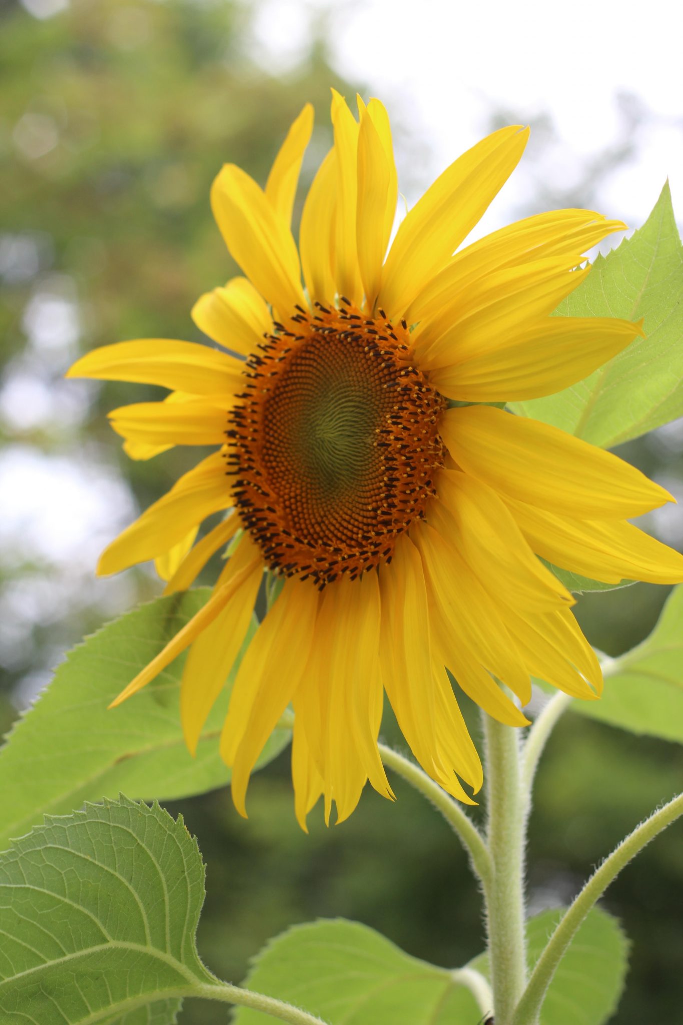 Sunflower