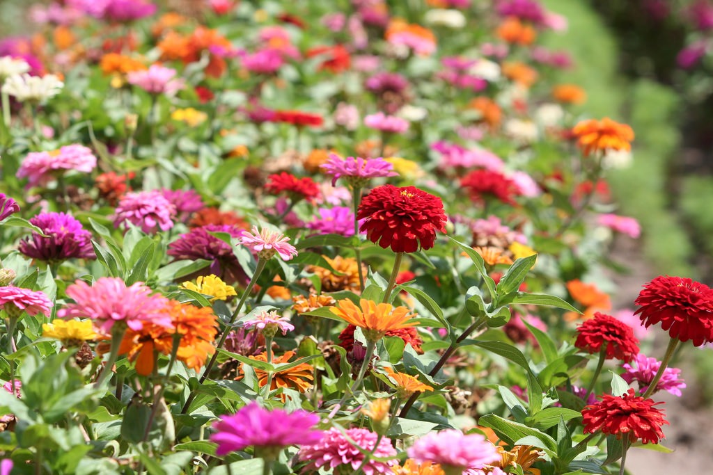 summer annuals for Southern California