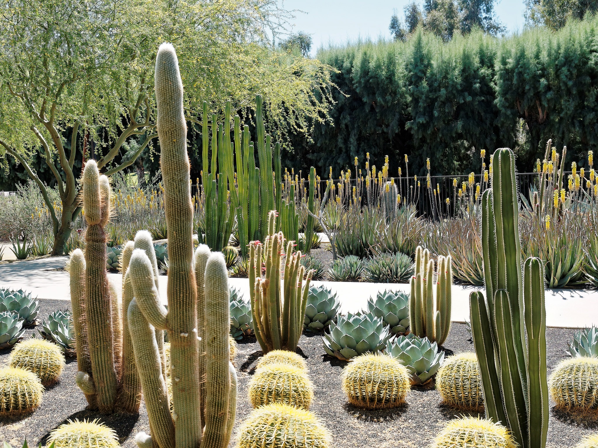 Cacti 101: How to grow a cactus garden in Southern California