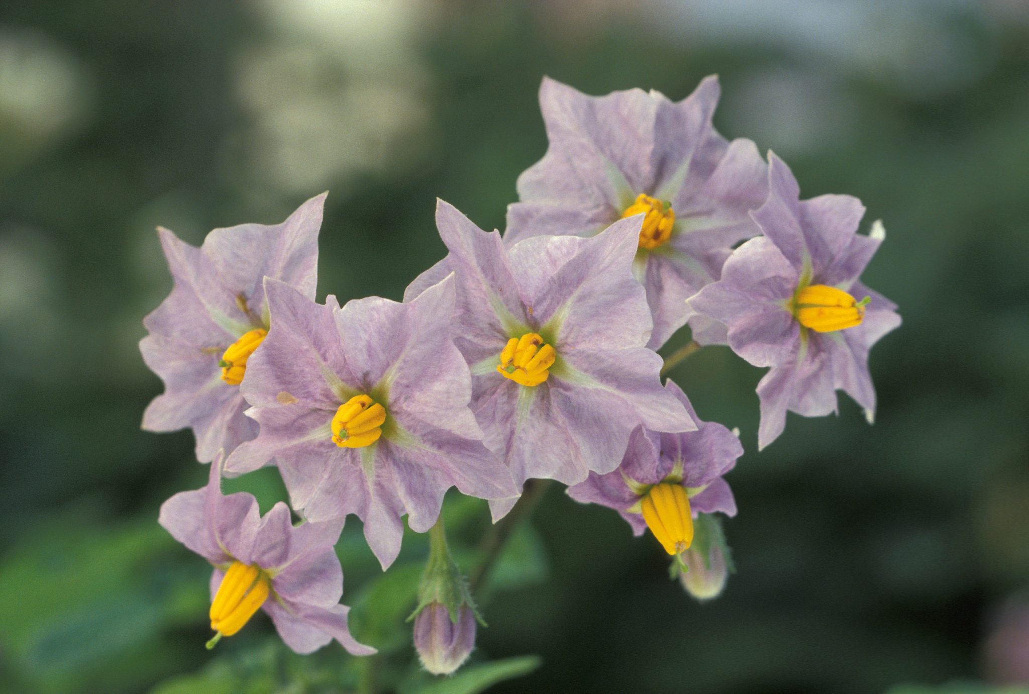 Potato Flowers