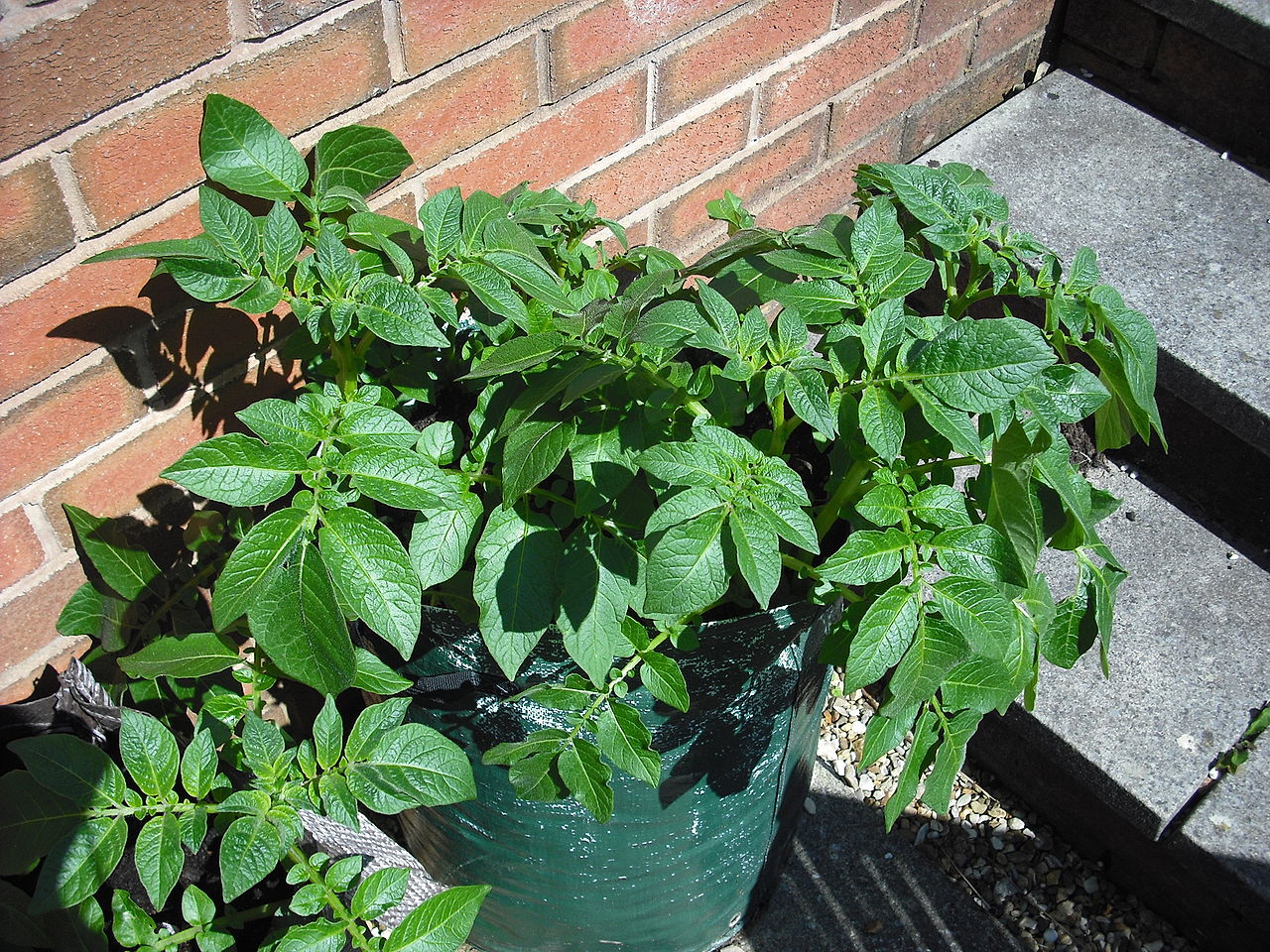 Potato Plant in Grow Bag