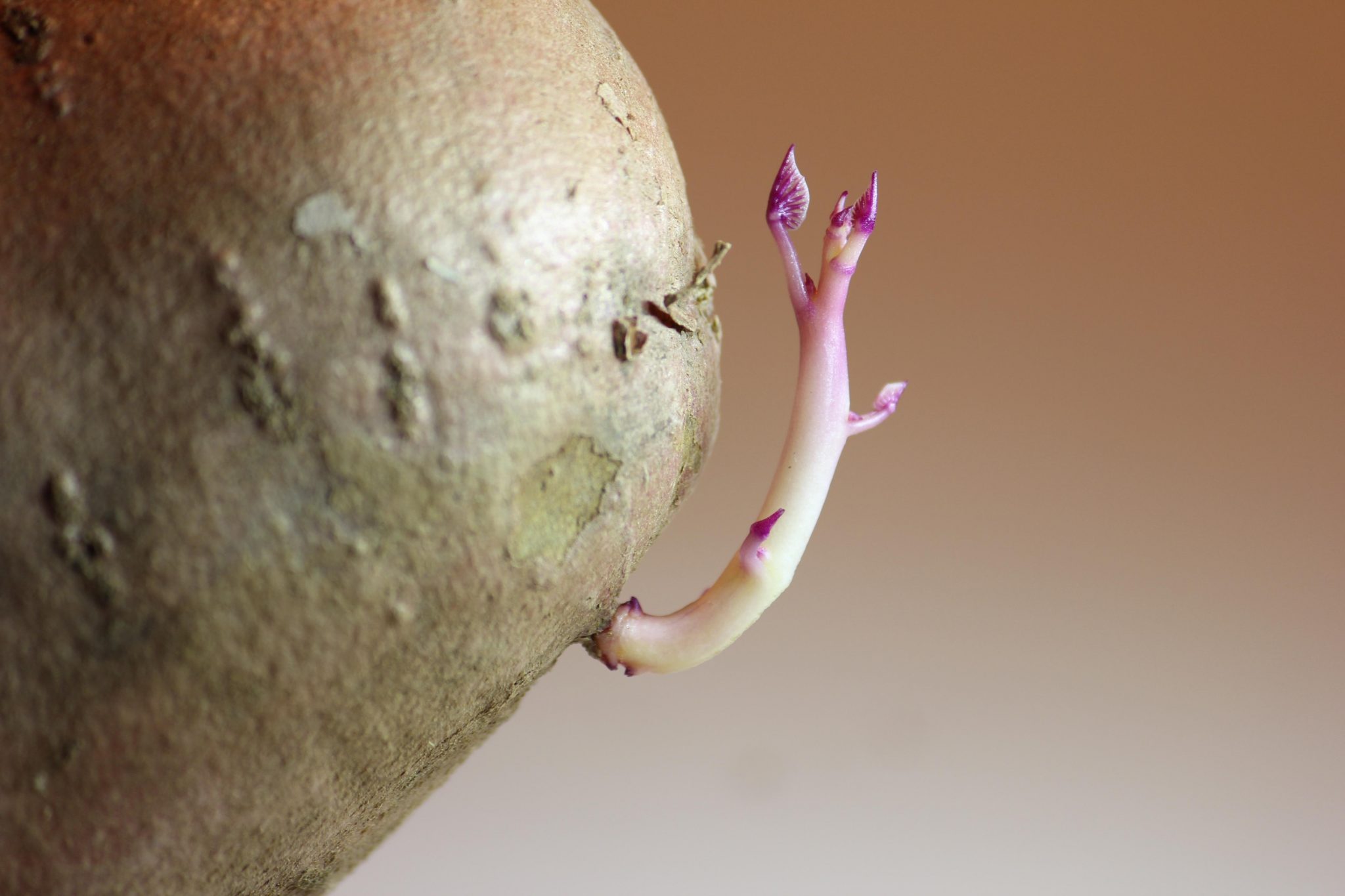 Potato with Sprouted Eye
