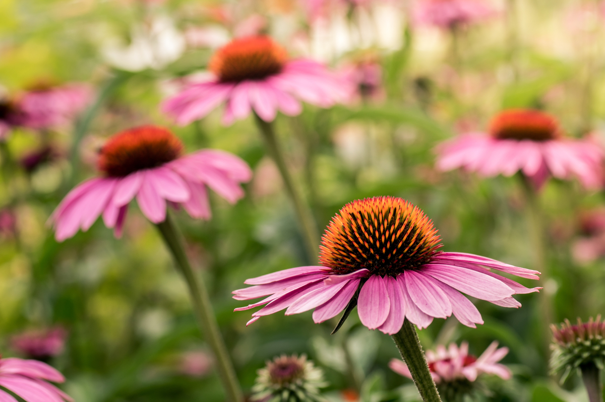 Drought-Tolerant Herbs for Southern California Gardens Echinacea