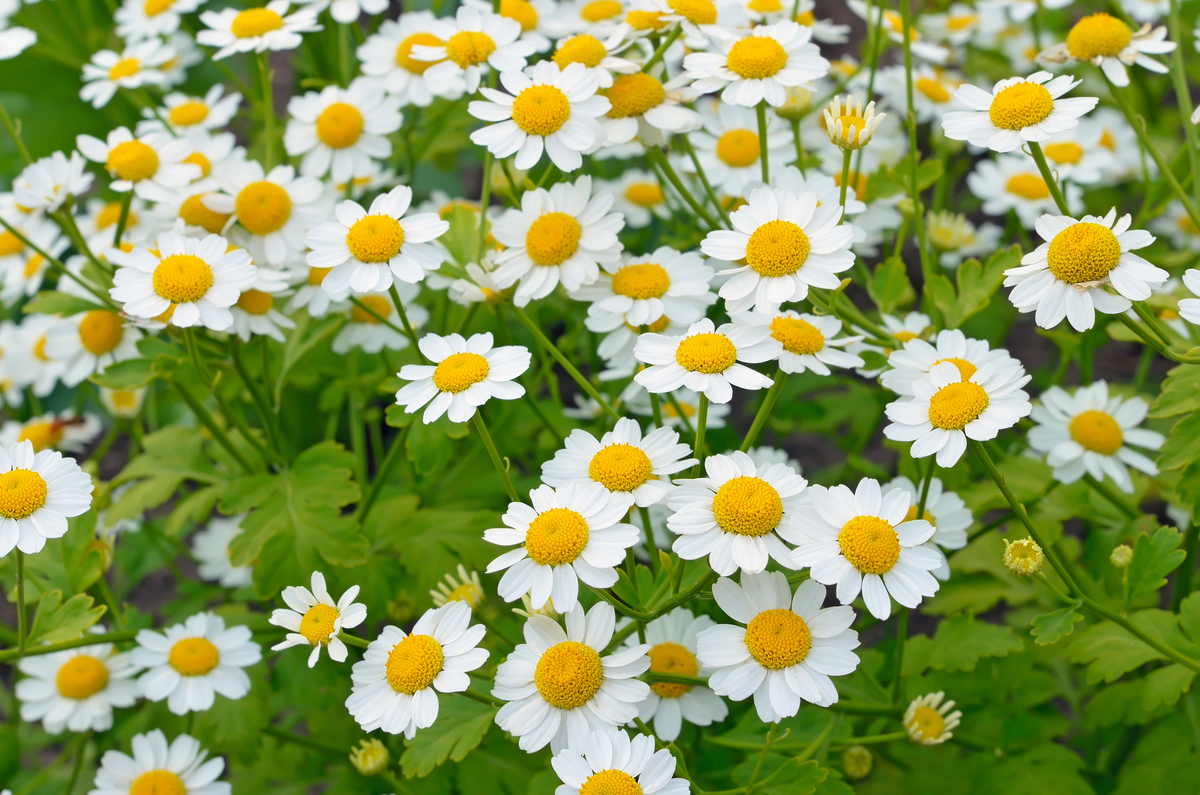 Drought-Tolerant Herbs for Southern California Gardens Feverfew