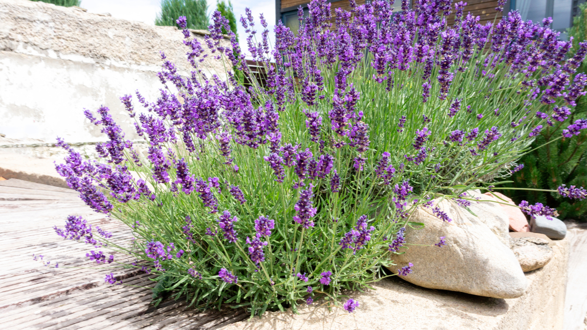 Drought-Tolerant Herbs for Southern California Gardens Lavender