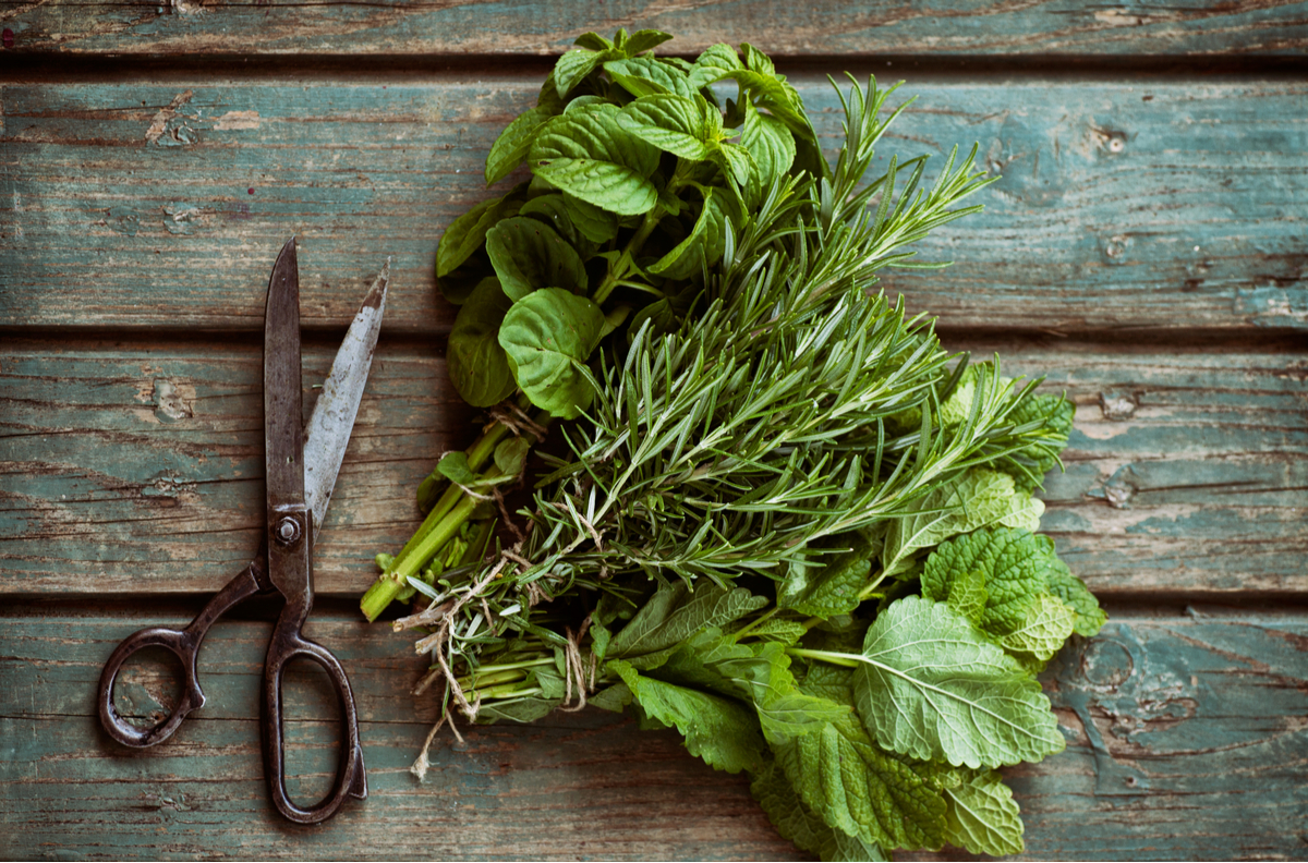 Drought-Tolerant Herbs for Southern California Gardens Mint