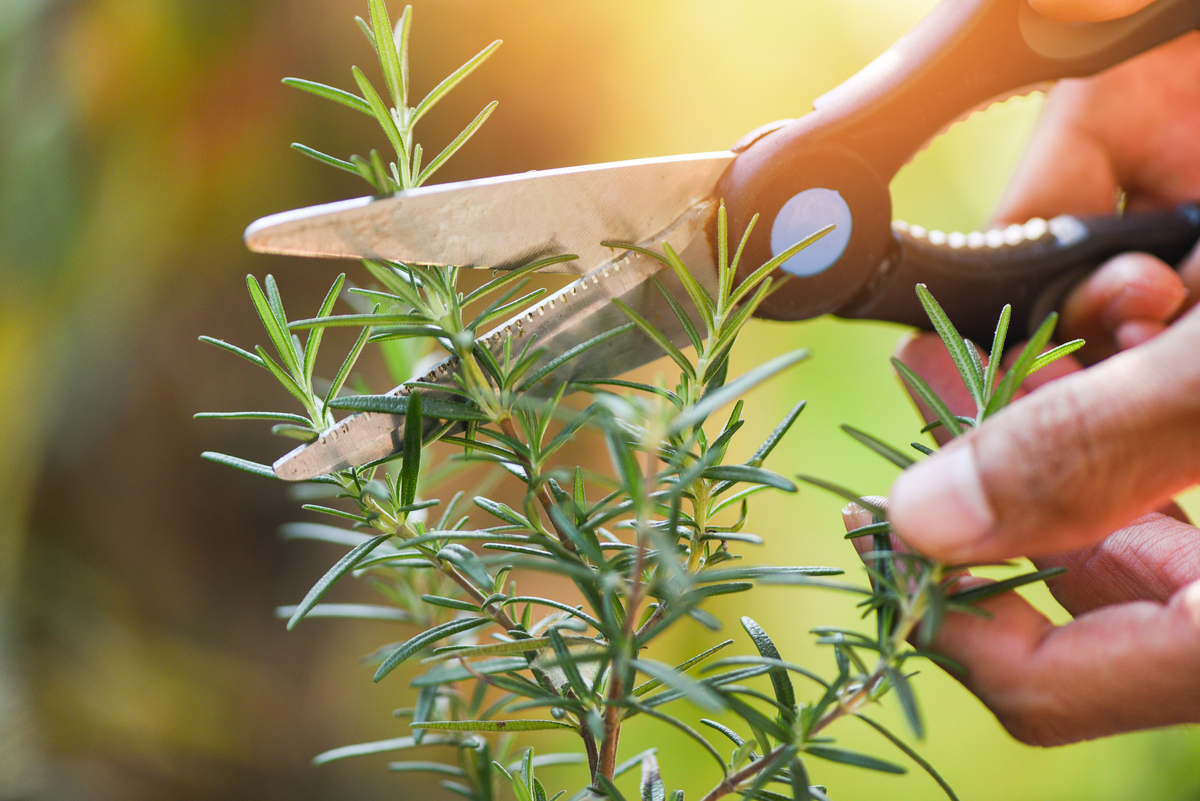 Drought-Tolerant Herbs for Southern California Gardens Rosemary