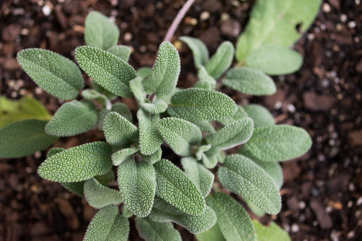 Drought-Tolerant Herbs for Southern California Gardens Sage