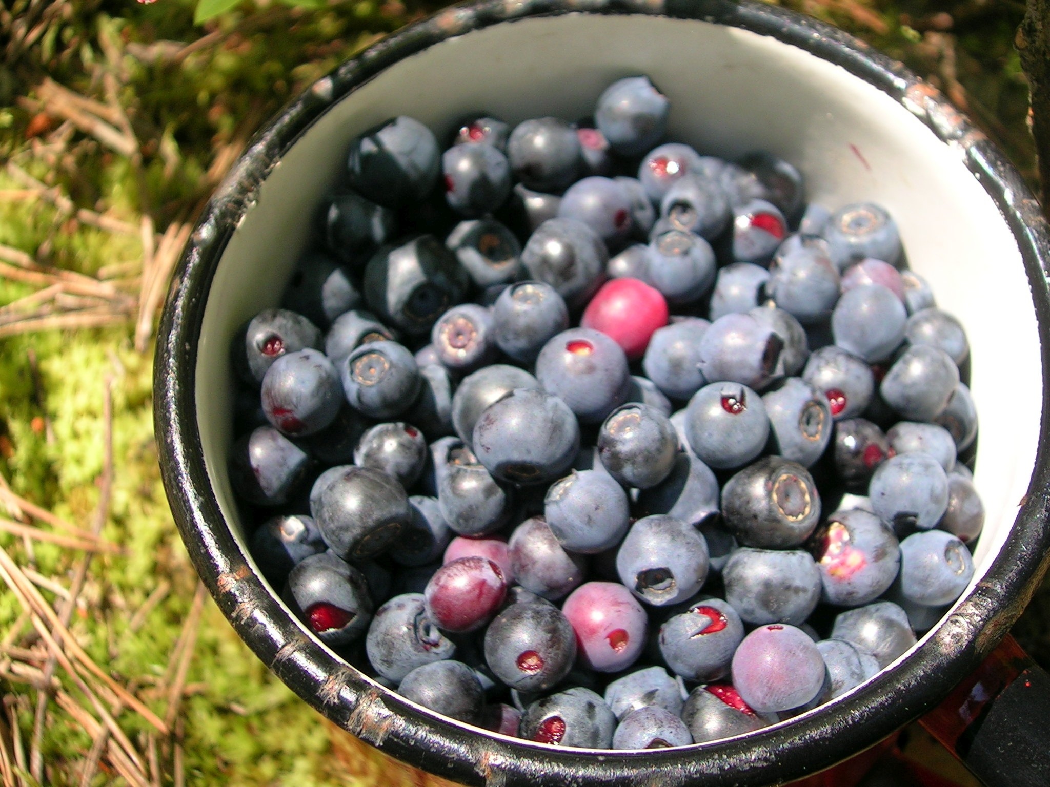 Blueberries in southern california