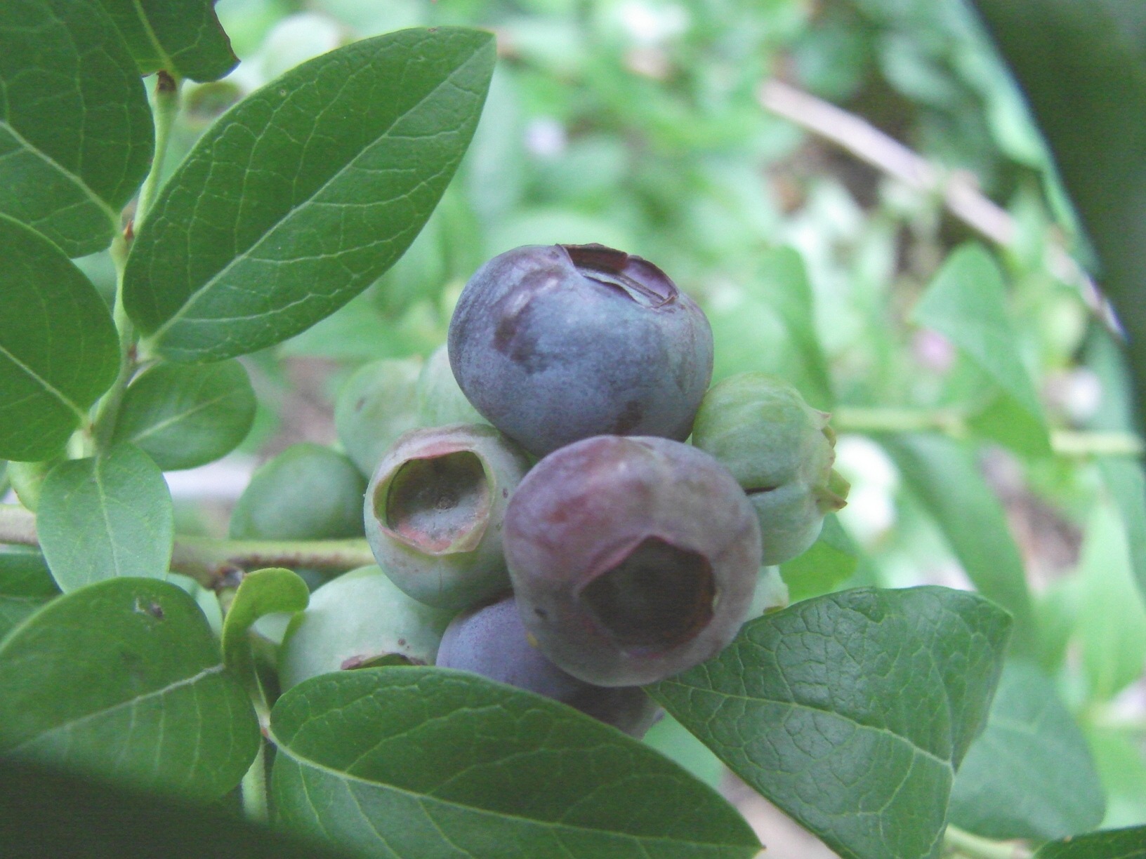 How to grow blueberries