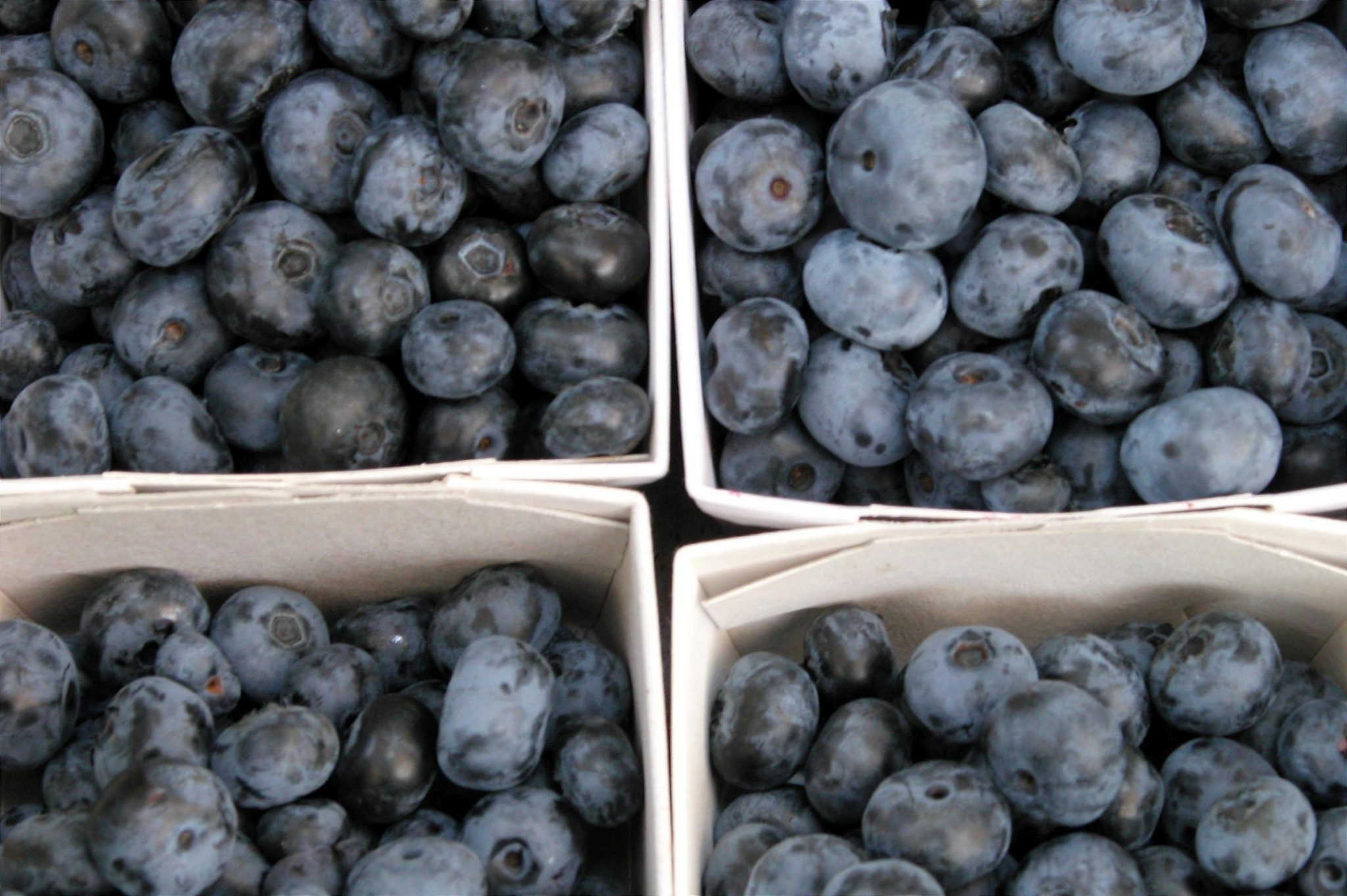Growing Blueberries is Easy