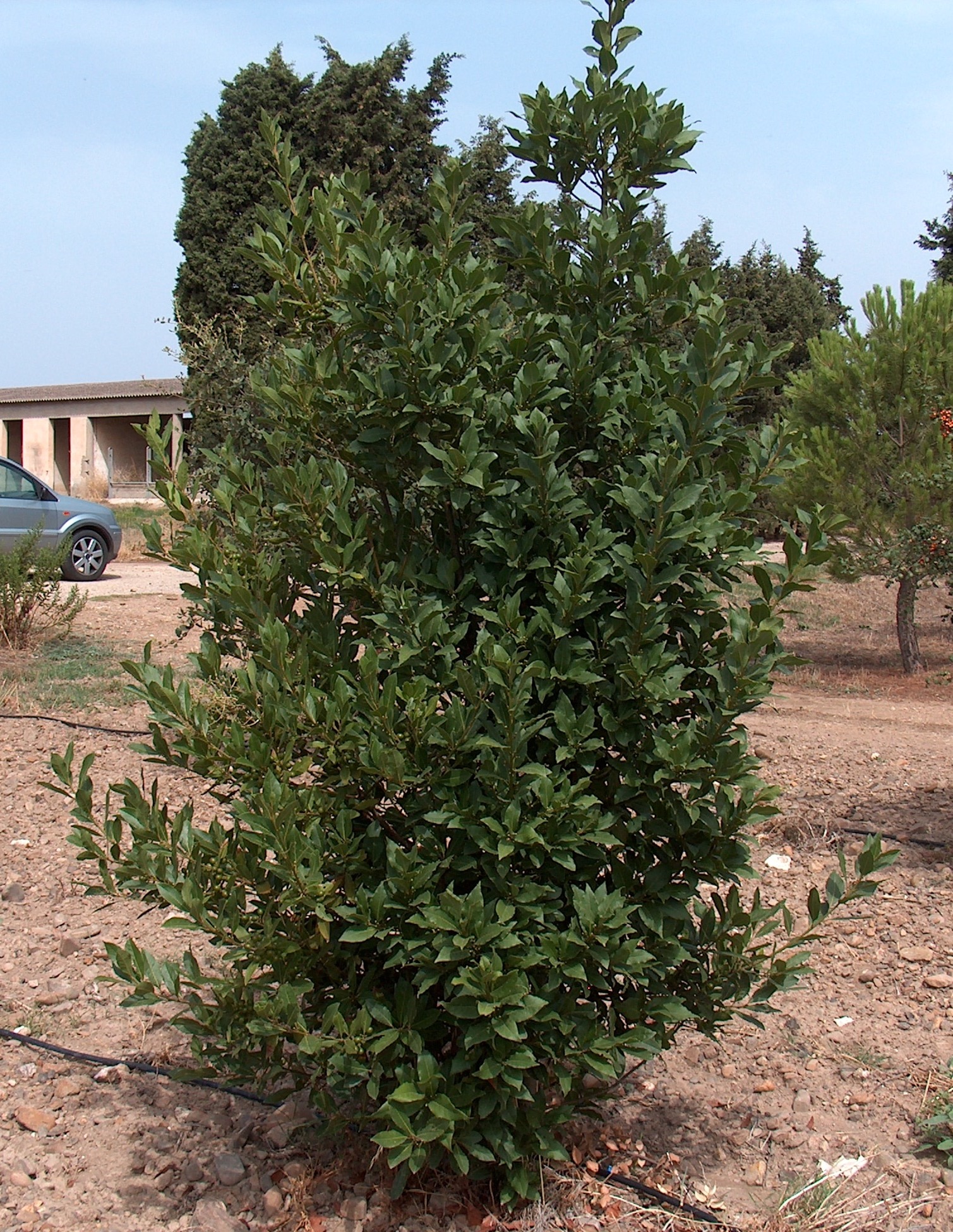 Bay Laurel